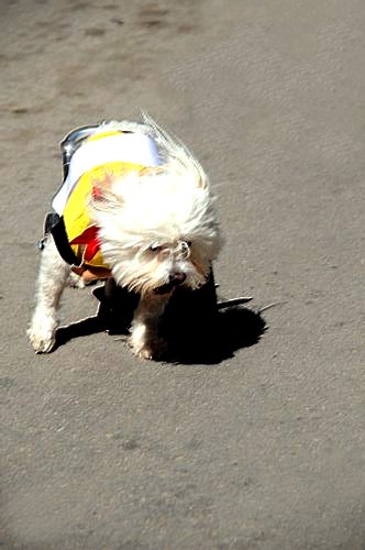 İki köpek ve kediye protez bacak takıldı