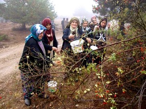 Yabani meyveler, geçim kaynağı oldu