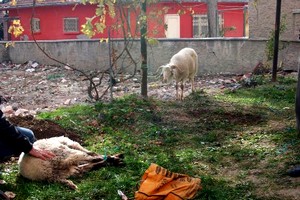 Kurbanlık koyundan, kesilen ikizine son bakış