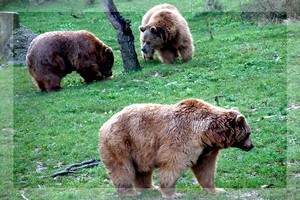 Koruma altındaki ayılar özel cevizli ekmekle besleniyor.