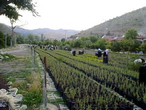 Fidan yetiştiriciliği çalışması ilgi gördü.