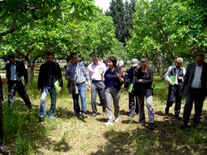 Bursa siyah incirinin piyasadaki yerini pekiştirecek çalışmalar devam ediyor.