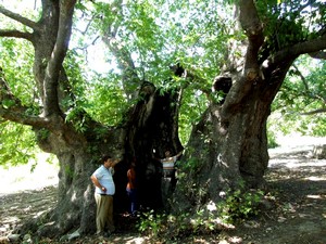 1200 yaşındaki Dudaklı çınarı yola kavuştu