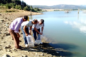 Bursa’da göl ve göletlere balık yavrusu bırakıldı.