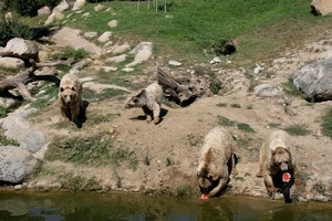 Sıcaktan bunalan ayılar karpuzla serinliyor