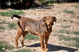 Ölüme terk edilen ‘Balım’ isimli köpek, sağlığına kavuştu.