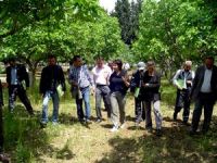 Bursa siyah incirinin piyasadaki yerini pekiştirecek çalışmalar devam ediyor.