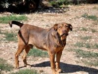 Ölüme terk edilen ‘Balım’ isimli köpek, sağlığına kavuştu.