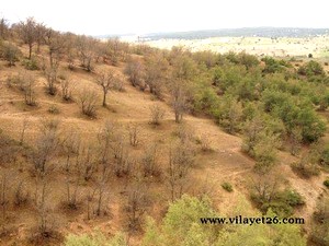 asiri-sicaklar-ormanlari-kurutuyor.jpg